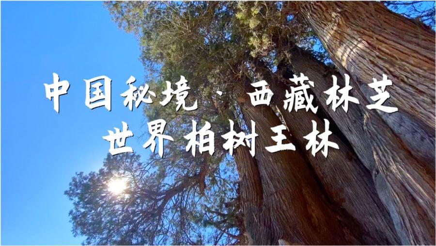 三小只僵尸的游戏时间3